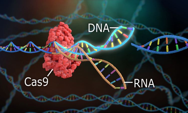 DNA